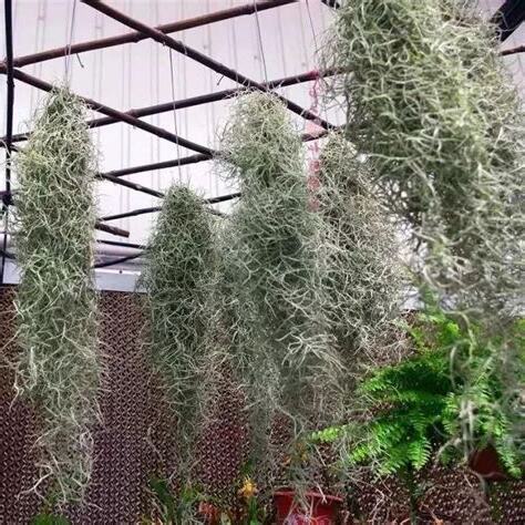 空氣草 風水